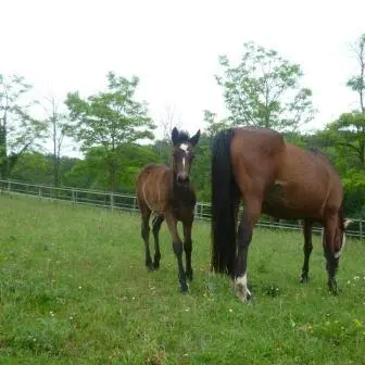 chevaux