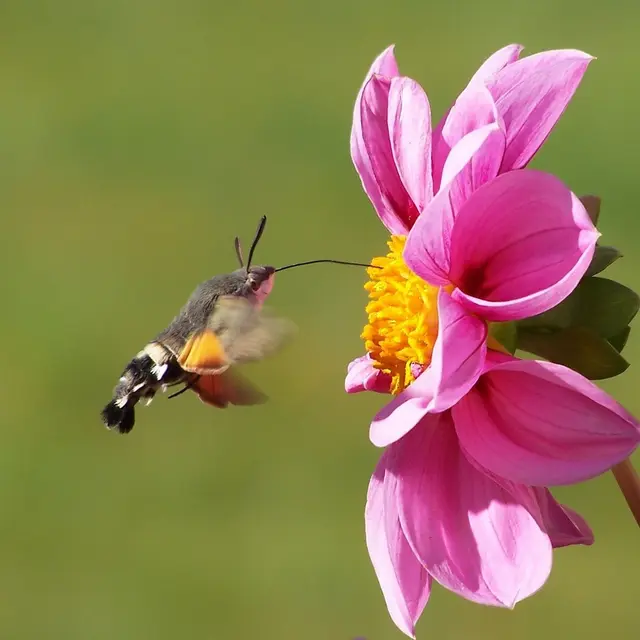 commun_vivant_sortie_pollinisateurs
