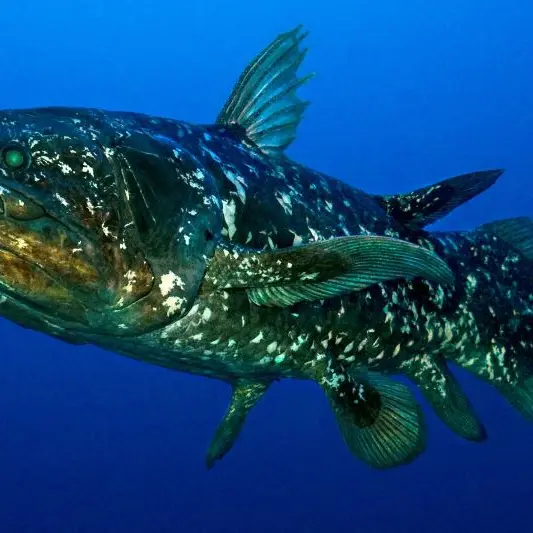 coelocanthe-zoomcr©fishpedia