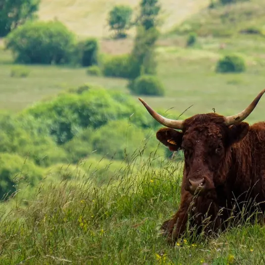 cow-g3144962e6_1280