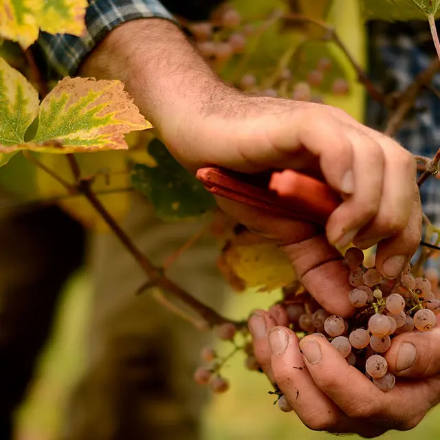 Domaine Latapy - Gan - dans les vignes