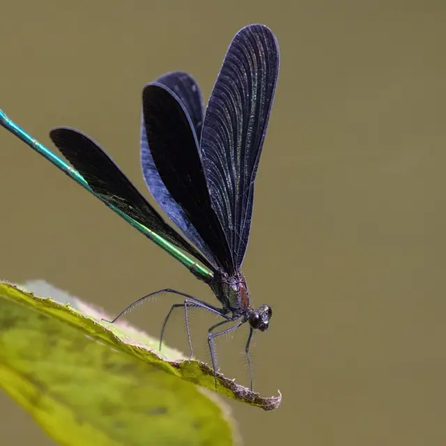 dragon-fly-8229773_1920