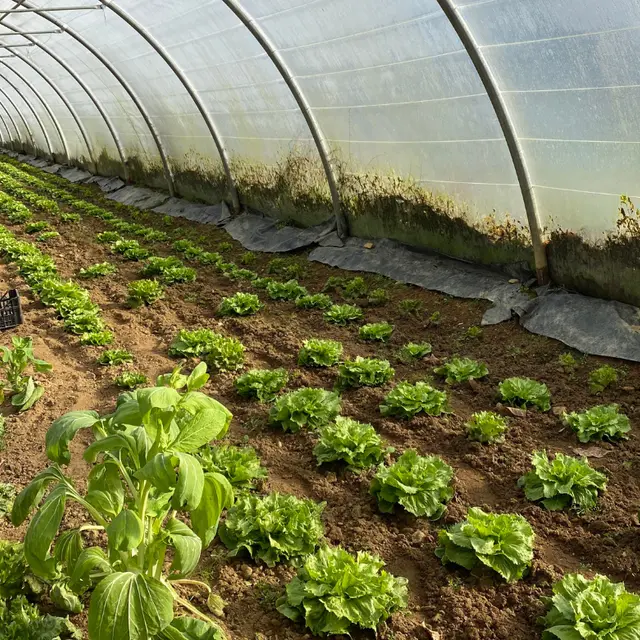 Ferme Le Petit Haricot - Vayres