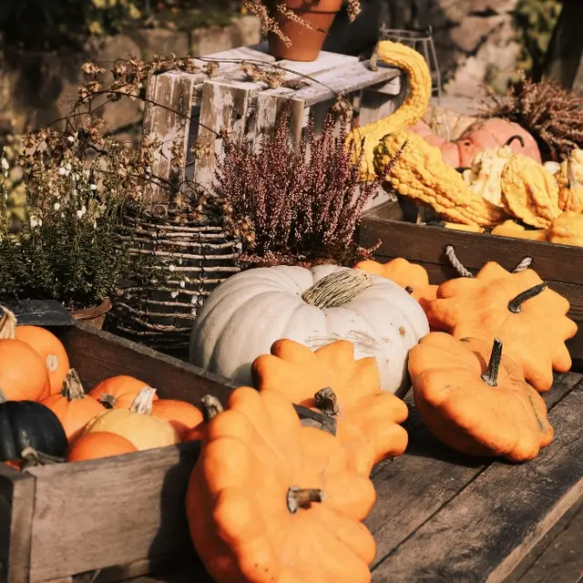 fêtes de la citrouille