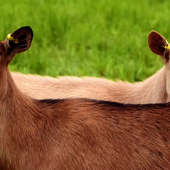 goats-2719445_1280