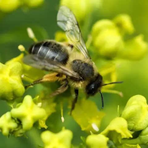 image abeille noire