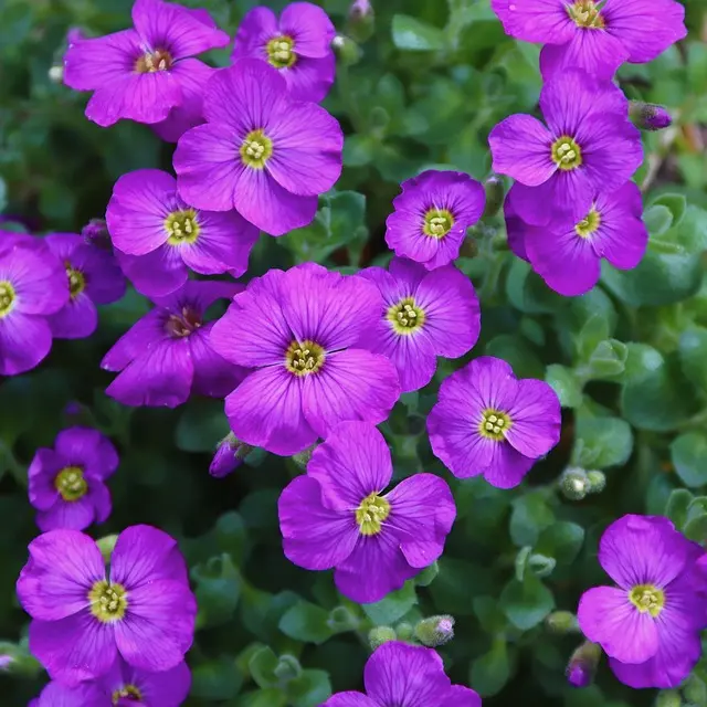 image fleurs
