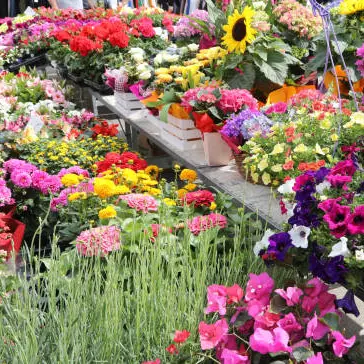 istockphoto-marché aux fleurs