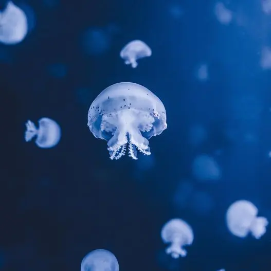 jellyfish©Leonhard Niderwimmer de pixabay
