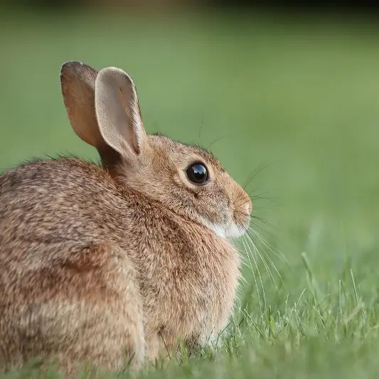 lapin
