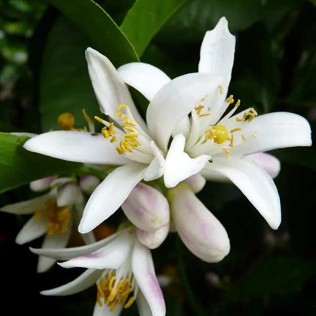 lemon-2889531_1280