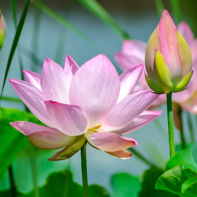 lotus-conférence