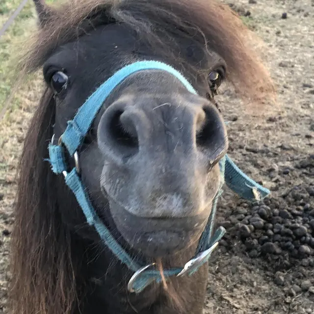 poney