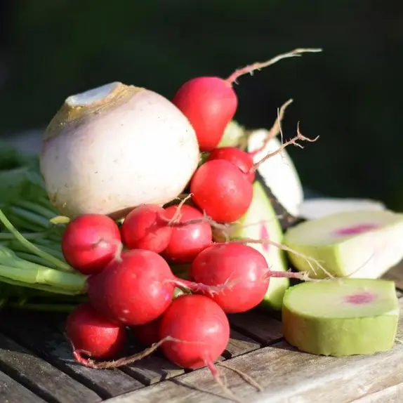 potagers la lande radis
