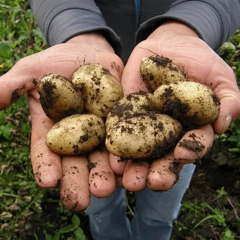 potatoes-2543686_640