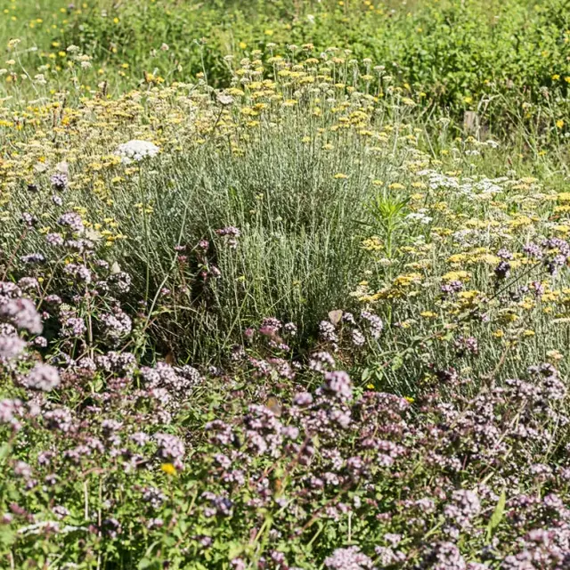Plantes de bonnes femmes et sorcières
