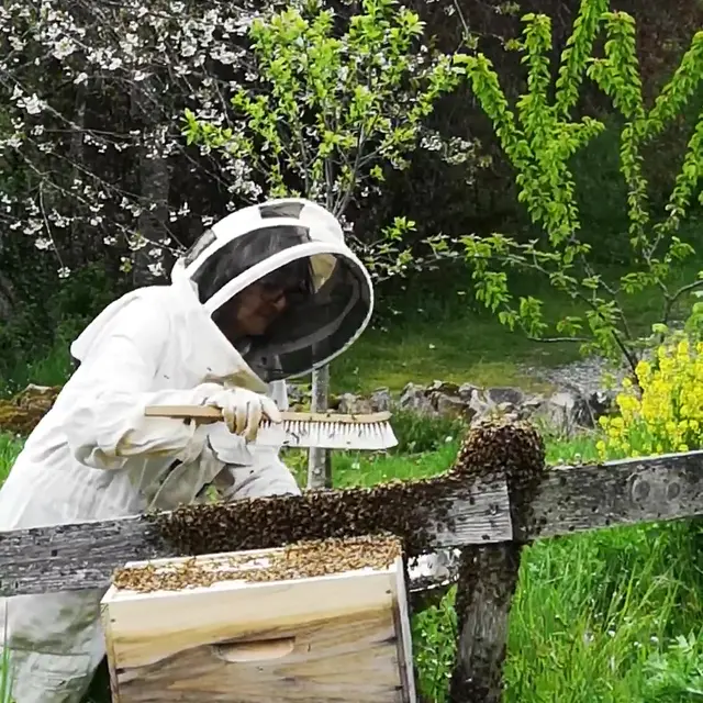 régine récupérant un essain d'abeilles la cité des insectes