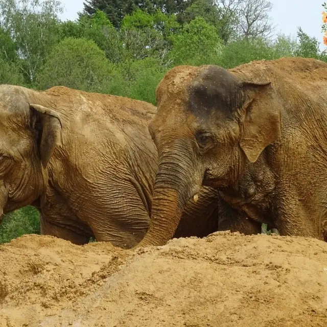 European Elephant Sanctuary - Bussière-Galant