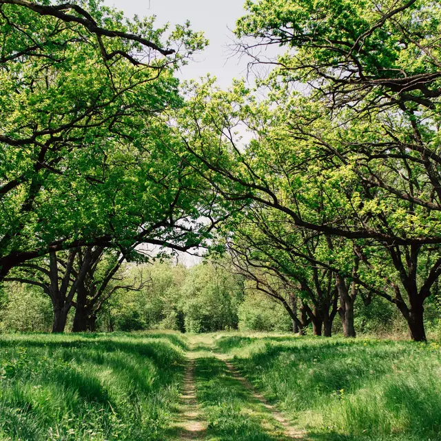 Nature