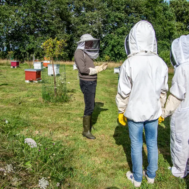 rucher-artemis-visite-web (14)