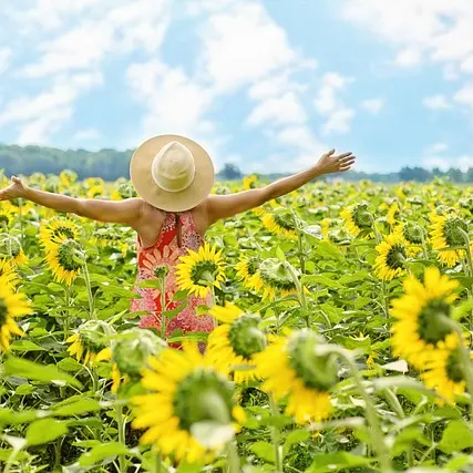 sunflowers