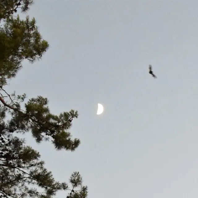 Balade au crépuscule