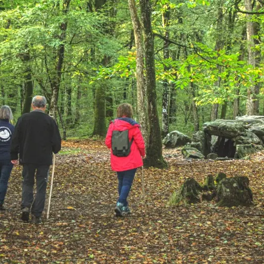 Forêt du Mesnil