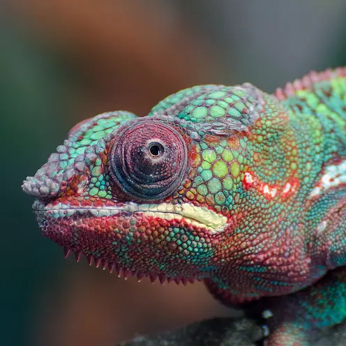 -chameleon--1-