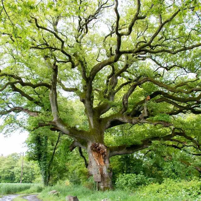 20210518_Plechatel_chene-Breslon-03(1)