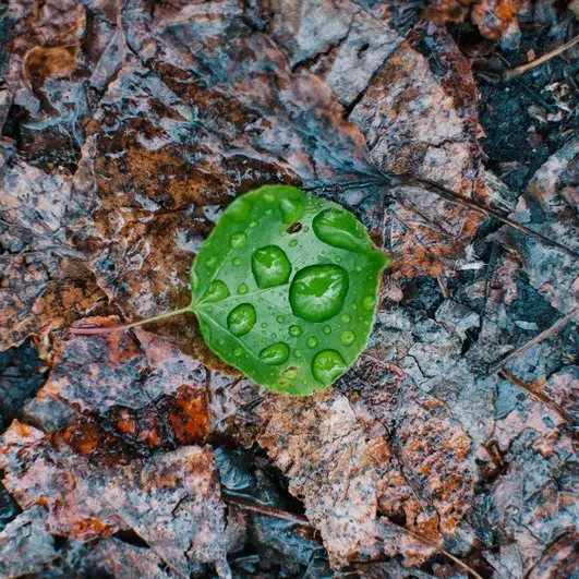 vertical-high-angle-closeup-shot-green-leaf-fallen-ground-with-waterdrops-surface
