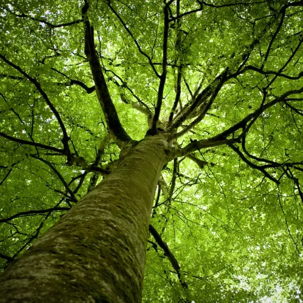Arbre en forêt de Villecartier