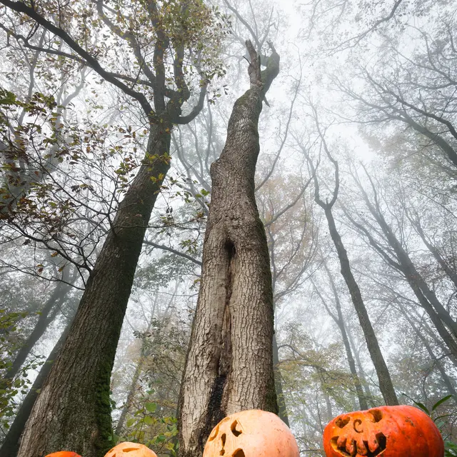 Automne-halloween-arbres35©E.Berthier20