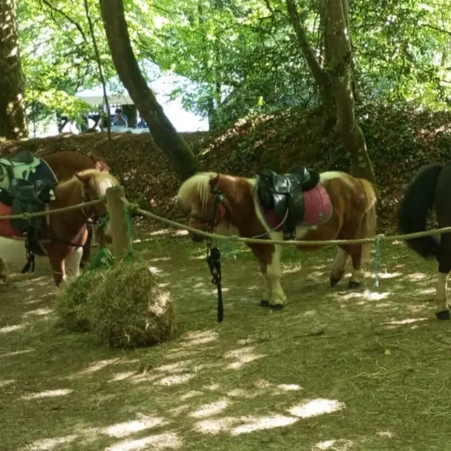 Balade à poney en forêt de Villecartier
