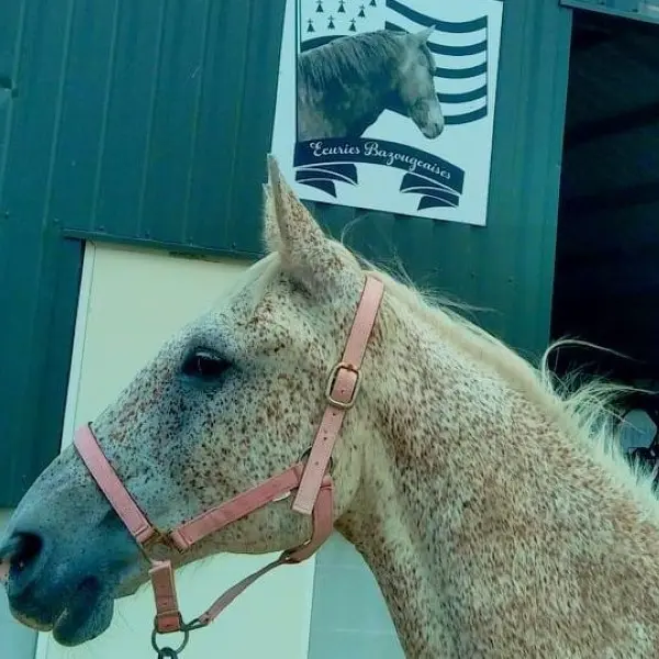 Cheval