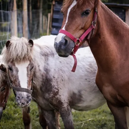 Chevaux et poney