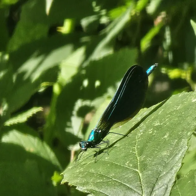 Demoiselle