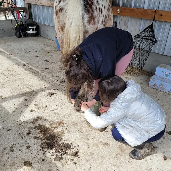 Atelier chevaux et confiance