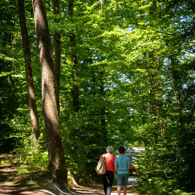Forêt Corbière ©Vitré Communauté - Mathieu Le Gall