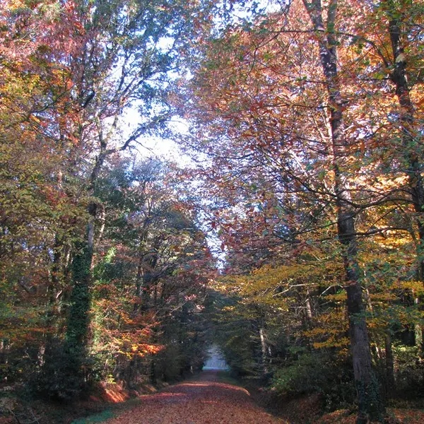 Foret Montauban