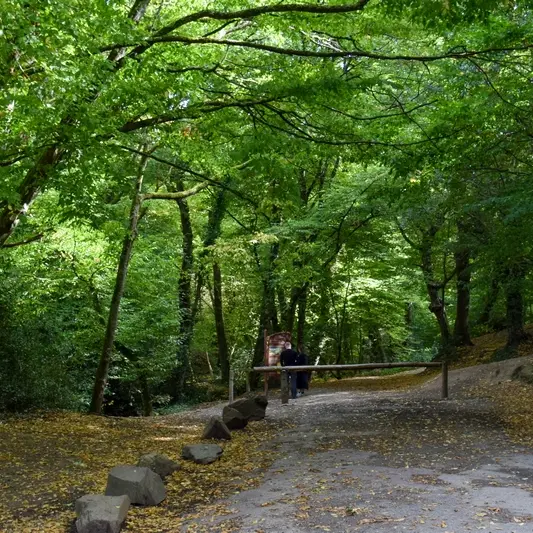 Forêt de Brocéliande_Paimpont