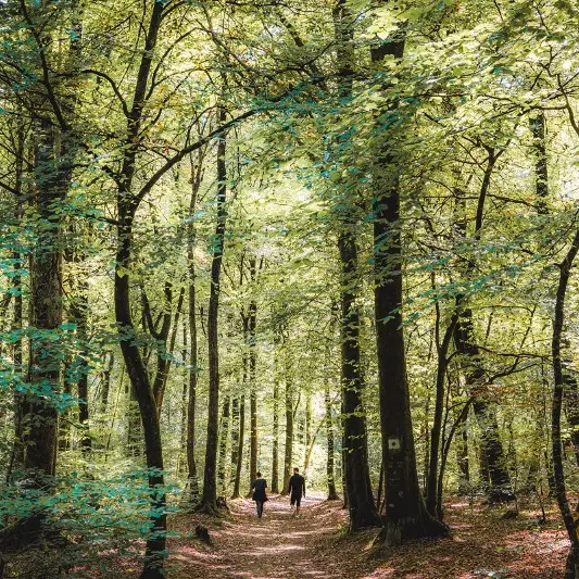 Forêt du Mesnil