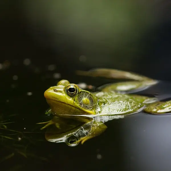 Grenouille