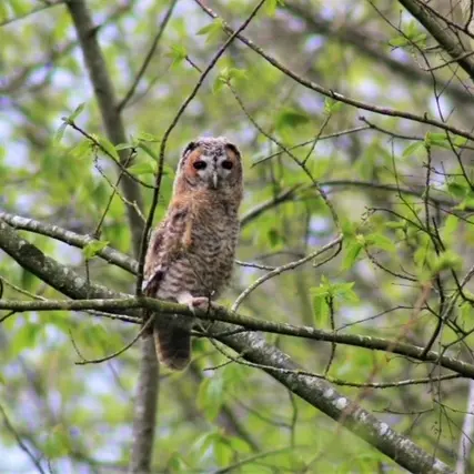 Hibou