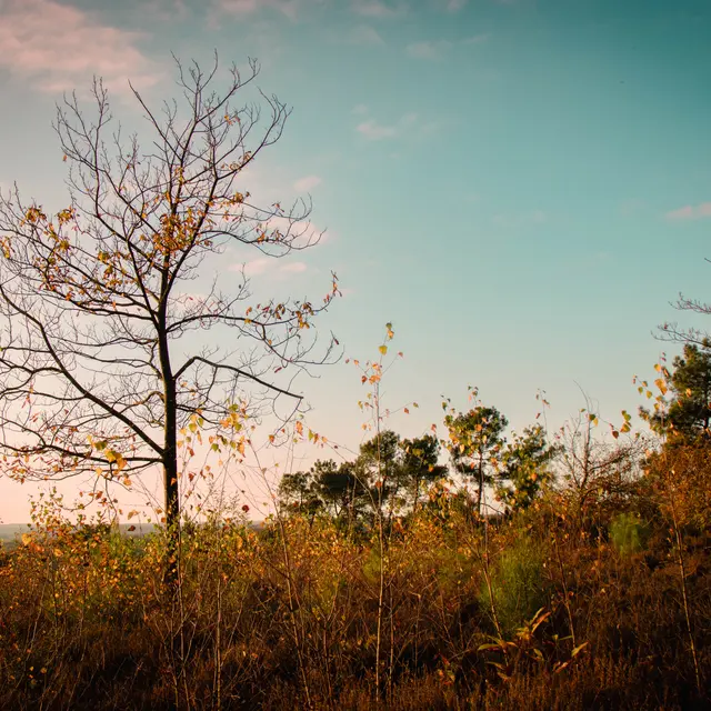 REDON - Le Bois De Bahurel_ bauthamy madoline - 5 (4)