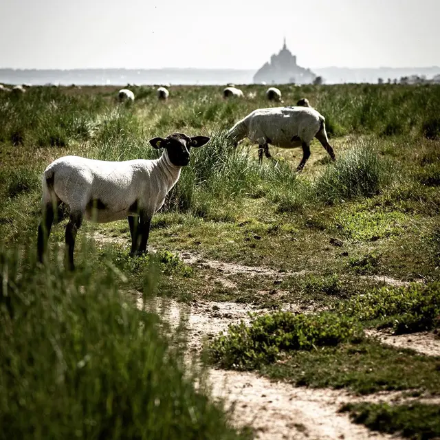 SARL Saveurs de Prés Salés - Agneaux AOP - producteur local d'agneaux des prés salés - Roz sur Couesnon