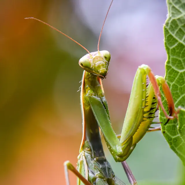 Jardin sauvage