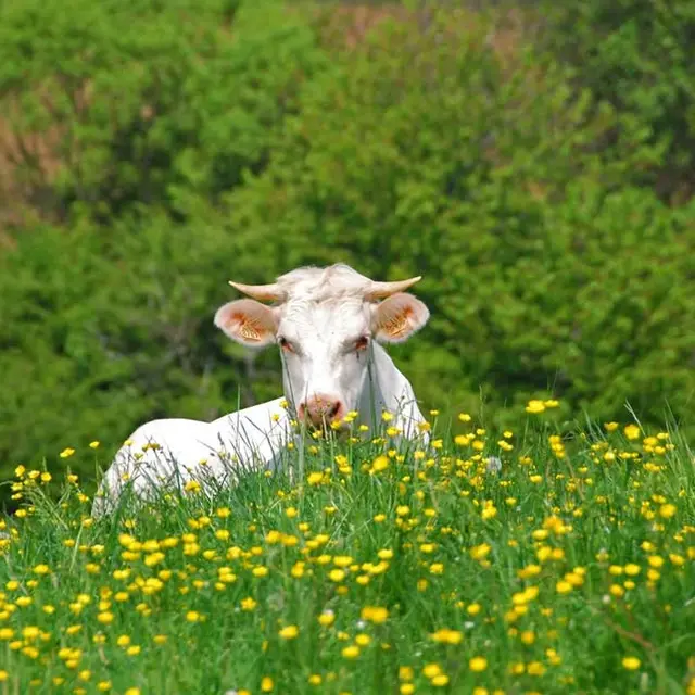 Vache charolaise