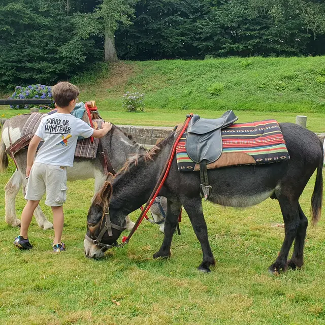 balade avec les ânes