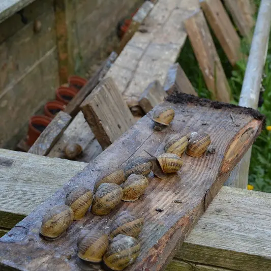 escargots-virginie
