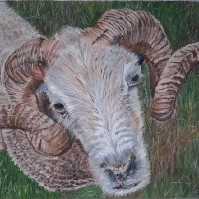 iHermes Barnabé le bélier